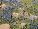 (30) wildflowers (annadell state park)